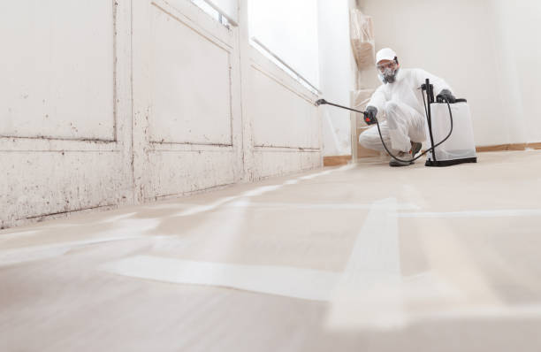 Black mold remediation team in Winter Garden
