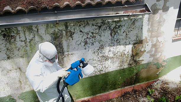 Mold Removal service in Winter Garden